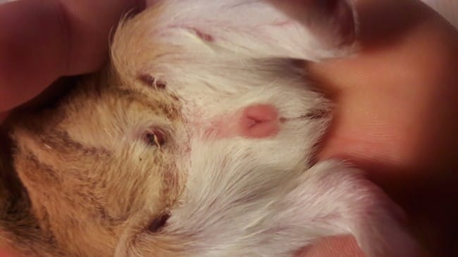 Bébé chon surprise : sexage