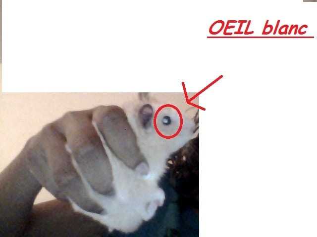 Oeil blanc !