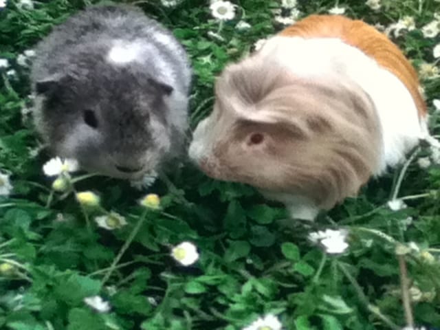 Donne adorable cochon d'inde contre bons soins.