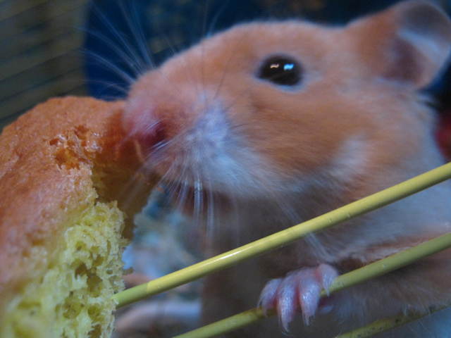 Mon Caramel en PHOTOS !