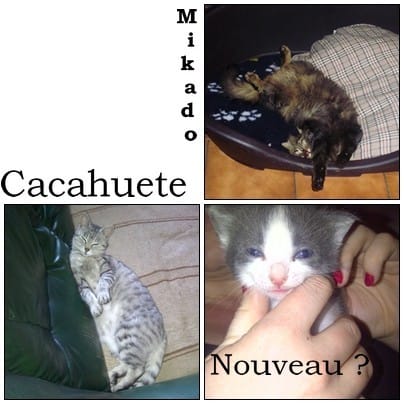 Puis-je adopter un petit chat pour lui éviter la SPA, qu'en pensez-vous ?