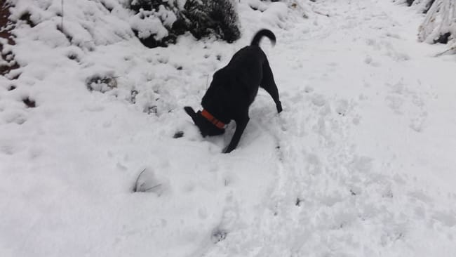 La neige est là !