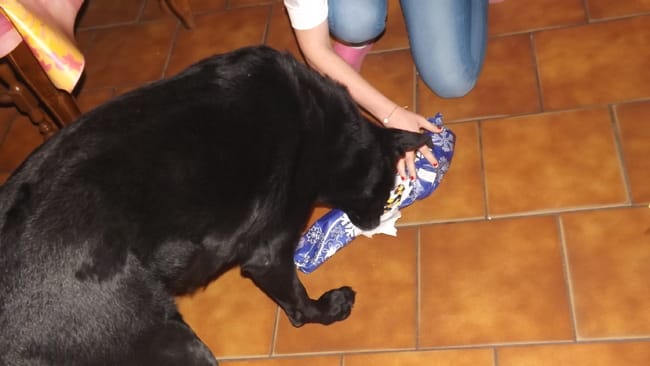 Quels cadeaux vos animaux ont-ils eu pour Noël ?