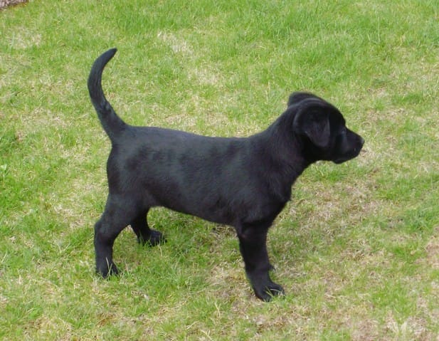 Mon chien devient roux
