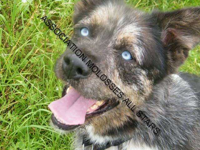 A adopter Hermes sous asso