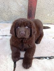 Chiot volé dans le 57