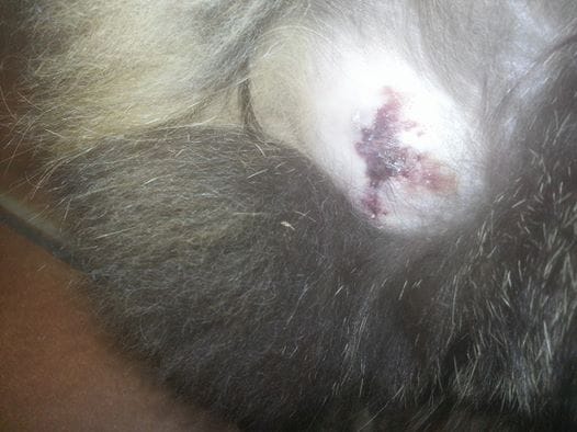 Gros abcès à la cuisse, besoin d'avis