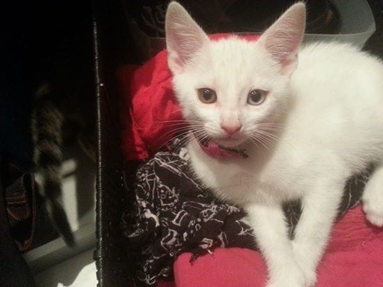 Chaton spécial ?
