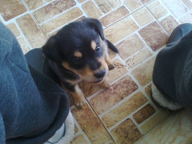 Quelle Est La Race De Ce Chiot S.V.P ?
