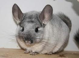 Conseil Chinchilla, Caractère,soins....etc ?