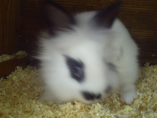 Ma lapine, Choupa est arrivé =)