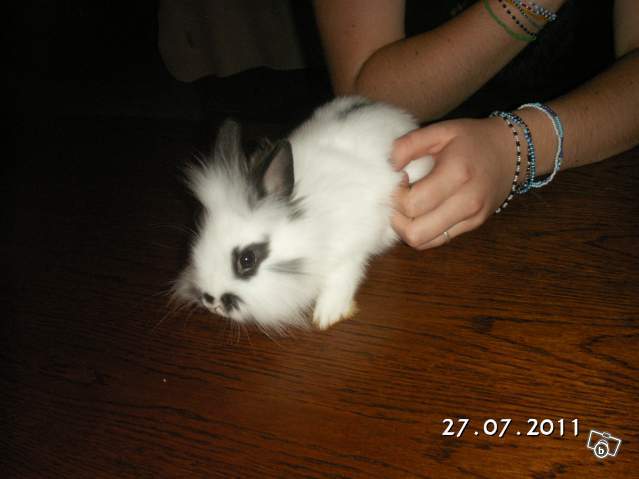 Est-ce que je peux vacciner mon lapin moi-même ?!