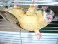 Vous connaissiez c'est nouveau animaux de compagnie O_O !! :  