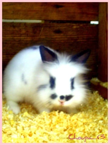 Stérilisation Lapin~~Faut-il stériliser le mâle, la femelle ou les deux ?? Merci ..!