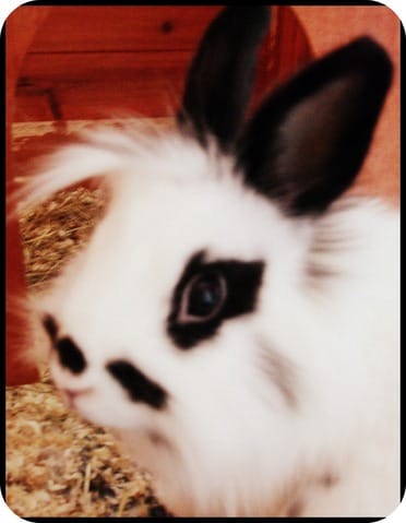 Journal d'un lapin.."De la gestation au sevrage"