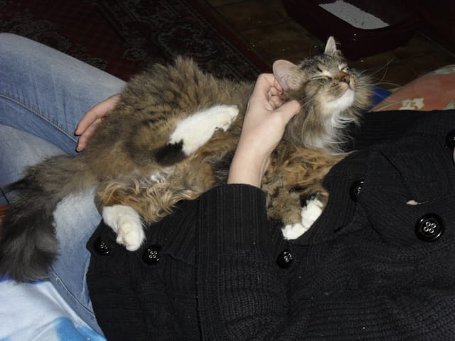 Avec quel chat est-il croisé ?