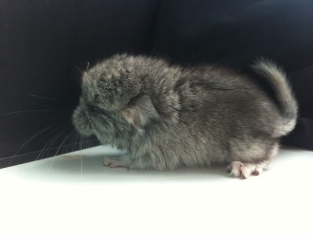 Naissance tant attendue !