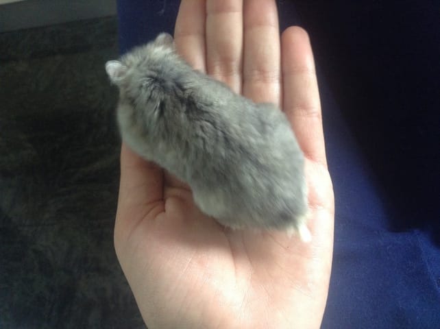 Hamster très maigre