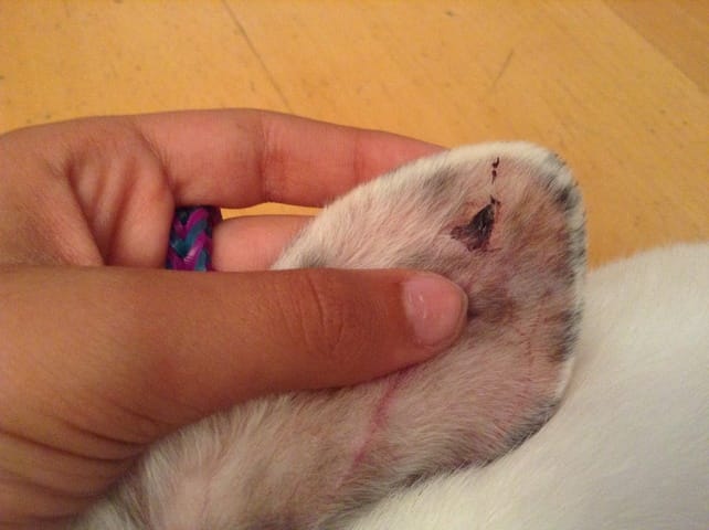 Gale ou blessure à l'oreille