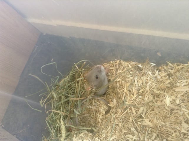 Le hamster n'est pas un animal aussi simple et peu coûteux!