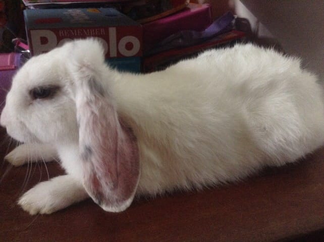 Est-il angora?