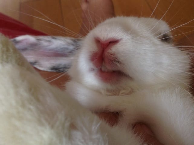 La castration de mon lapin + sa blessure 