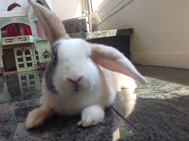 SONDAGE: nom pour ma lapine !