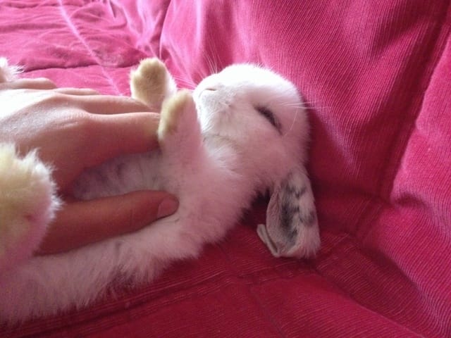 Lapin d'animalerie...