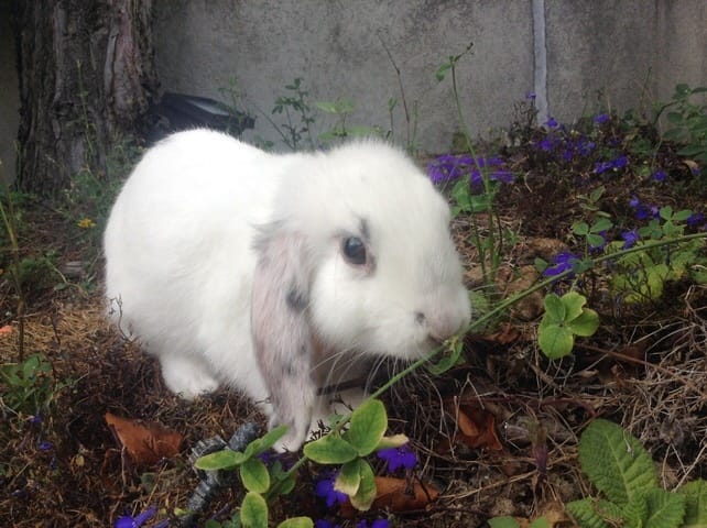 Les lapins! ♥