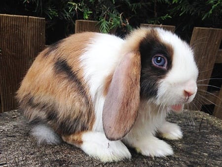 Je voudrais avoir un troisième lapin, mais...