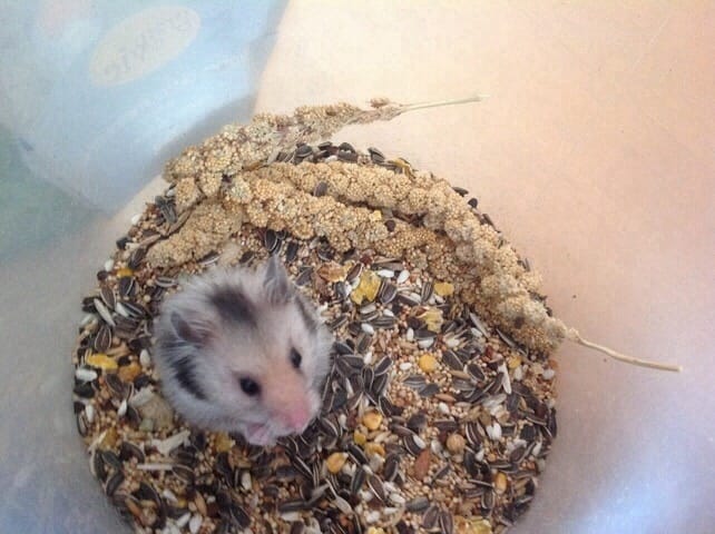 Au revoir mon Wiwi :'( ♥ 