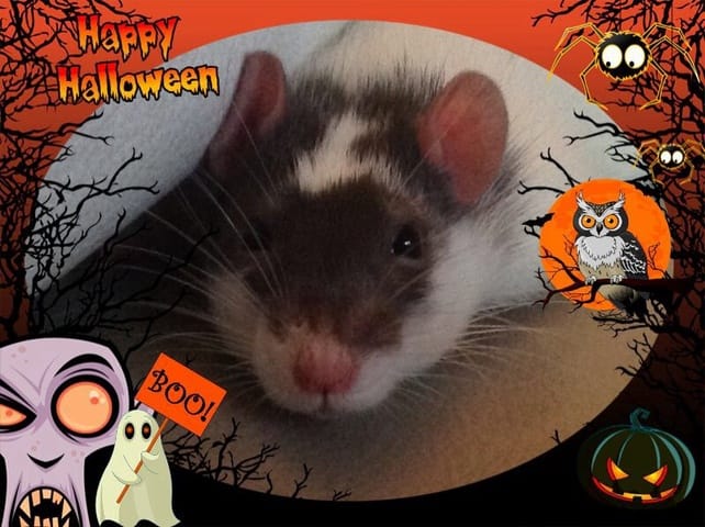 Concours photo : Halloween