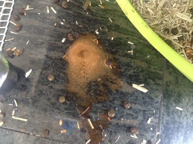 Urine bizarre