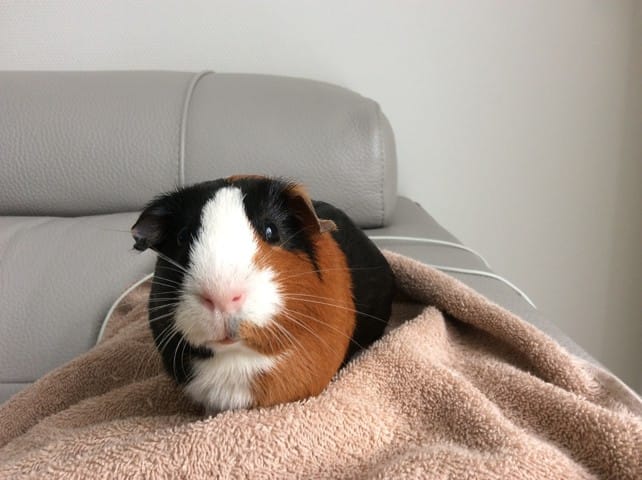 Photo cochon d'Inde