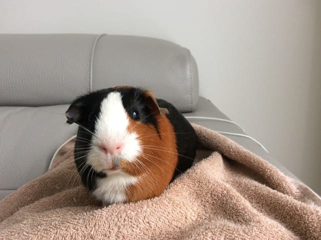 Présentation de mes chonnes Cacahuète et Noisette!