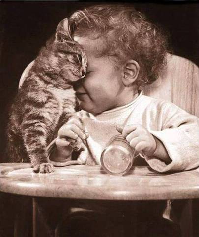 Chats + Bébé = les précautions à prendre