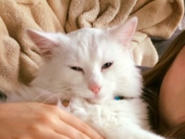 Chat qui ressemble étonnamment a Duchesse des aristauchats