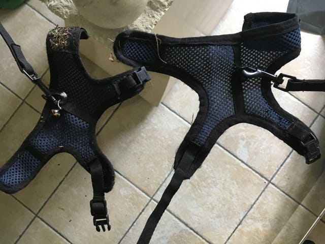 Promenade des furets