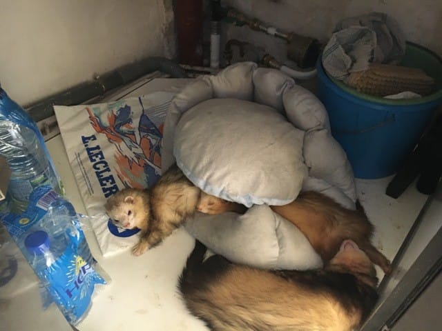 Couchage des furets hors cage