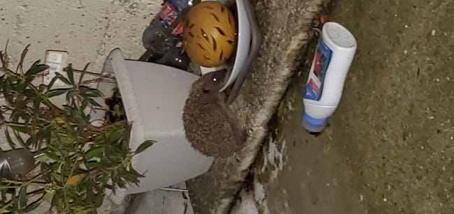 Reconnaissance de rongeur