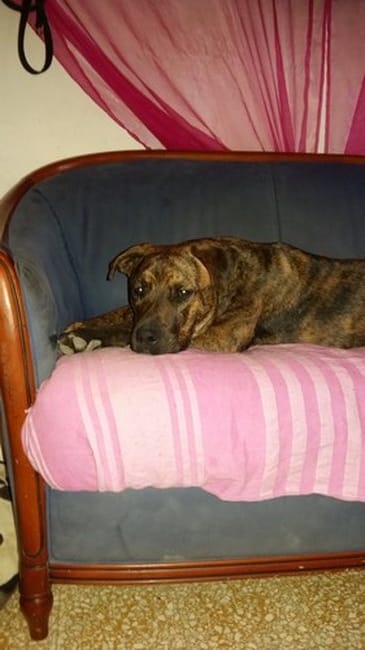 Je veux savoir si mon chiot et un cane corso ?