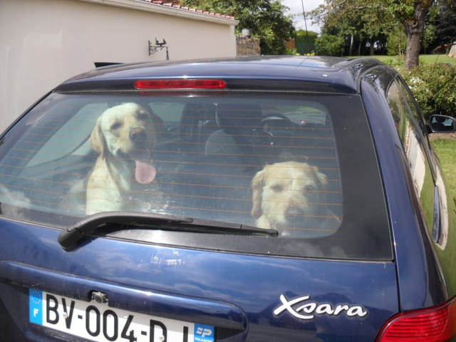 Mon chien devient fou avec les femelles en chaleur dans le quartier