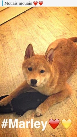 Mon Shiba tremble en dormant..