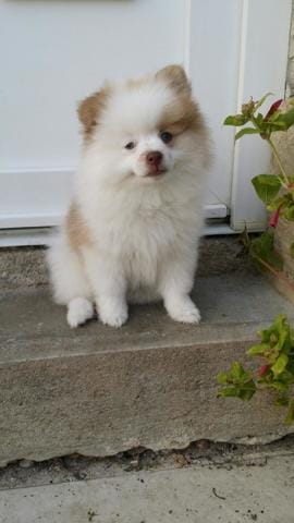 Chiot spitz