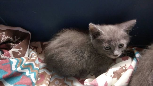 Aspect Chartreux 1,5 mois