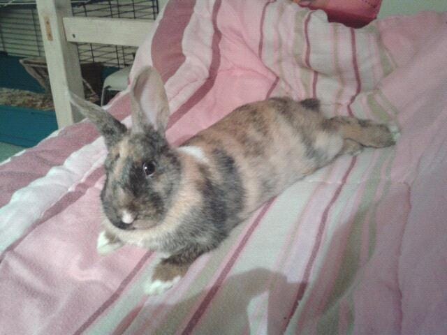 Ma Lapine A Le Corysa 