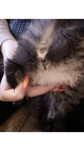 Déterminer le sexe de mon chaton