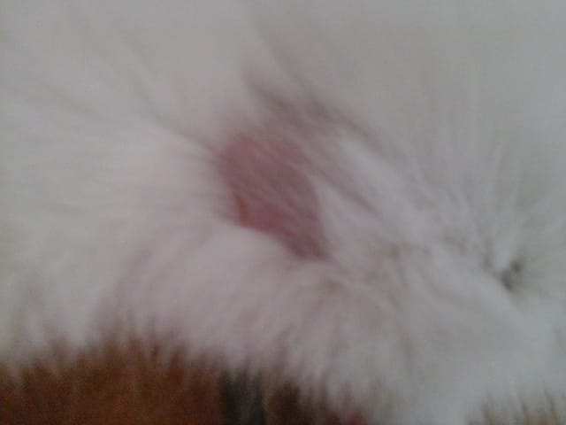 Problème de poils : (