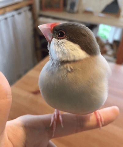 Identification Oiseau