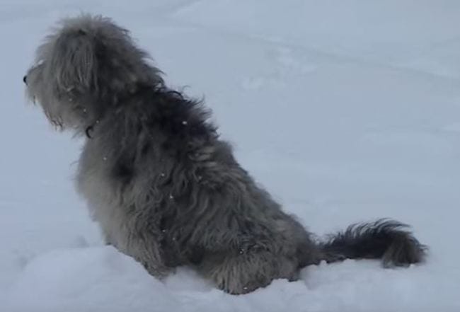 Identification Chien